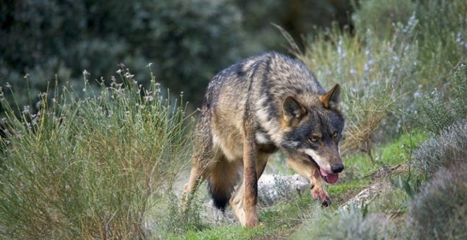 Cuatro comunidades autónomas consideran innecesario que el lobo esté en régimen de protección especial