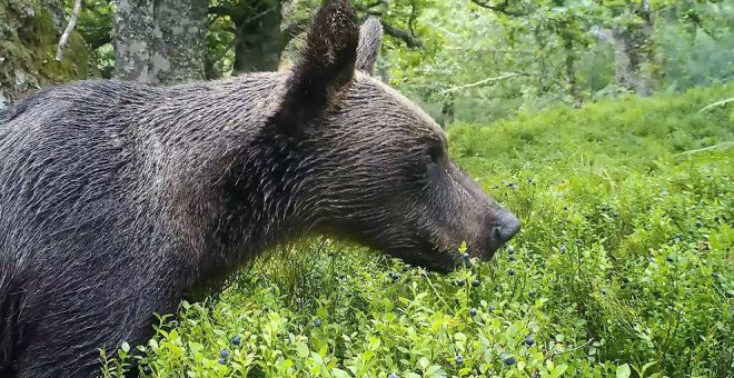 61 entidades de toda España piden en un manifiesto preservar los usos y valores de la Cordillera Cantábrica