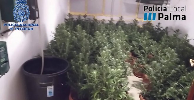 Desmantelan una plantación de marihuana con 300 plantas oculta en una vivienda en Palma