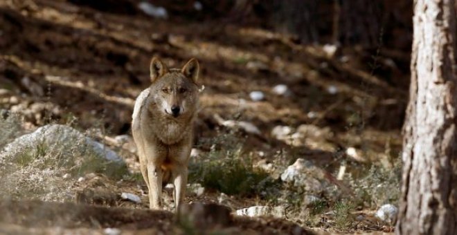 Un pacto por el lobo, un depredador estigmatizado que muere atropellado y a punta de escopeta