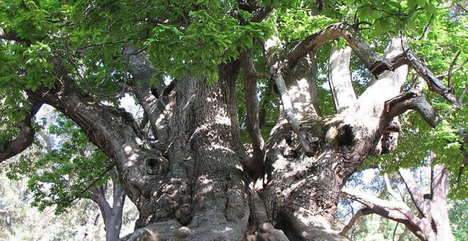 Aire Libre de Noviembre: Árboles únicos que tienes al lado y debes visitar