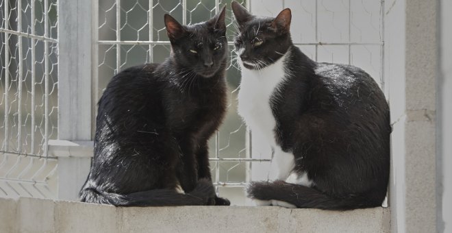 Otras miradas - Las hacinadoras de gatos