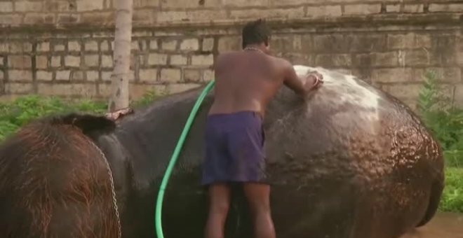 Una elefanta triunfa en la India con su corte de pelo y su peculiar estilo musical