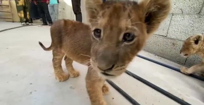 Crían a dos cachorros de león como mascotas