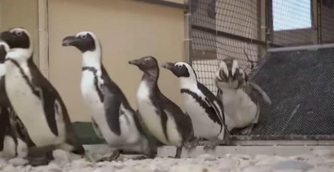 Crías de pingüino en riesgo de extinción serán liberadas de una reserva  para una nueva colonia reproductora en Sudáfrica