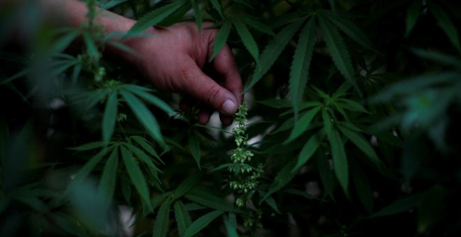 Argentina legaliza el autocultivo medicinal de cannabis