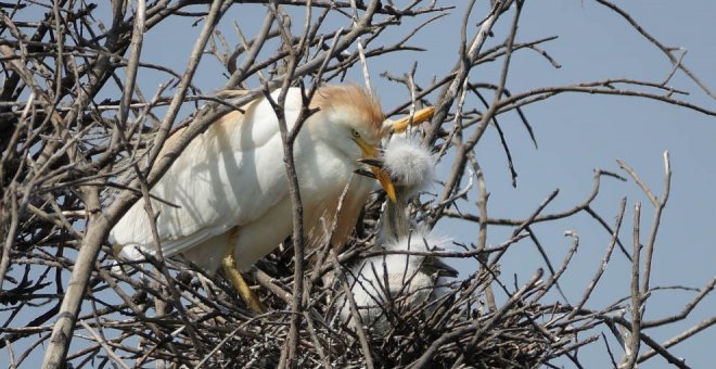 Casi 600 parejas de garcillas nidificaron este verano en las Marismas Blancas