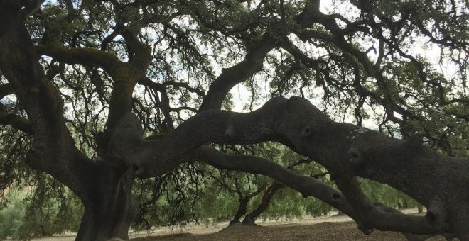 Este árbol herido y milenario es un perdedor: ¡Apóyalo!