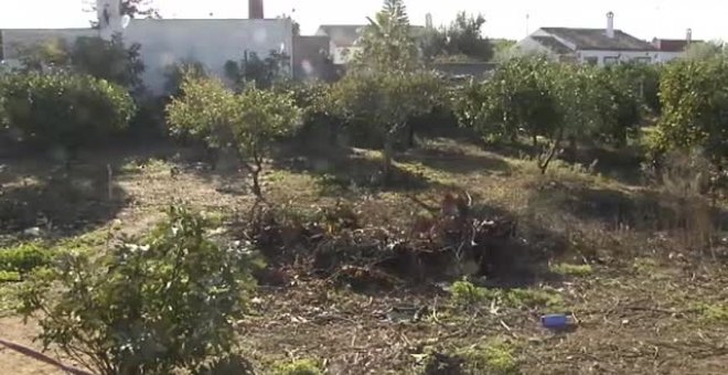 El juez ordena sacrificar a los tres perros que atacaron mortalmente a un vecino en Villaverde del Río, Sevilla