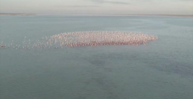 Miles de flamencos se reúnen en un lago de Kazajistán en plena migración hacia su lugar de invernada