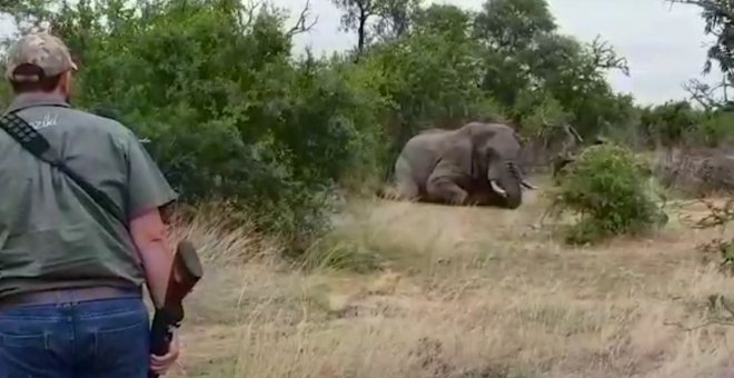 Así se mata a balazos a un elefante pagando por el puro placer de verlo morir