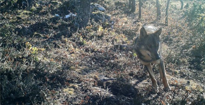 Cantabria, Asturias, Galicia y CyL paralizan la propuesta del MITECO de incrementar la protección del lobo ibérico