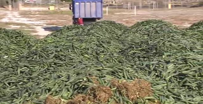 Los agricultores de Granada se deshacen de miles de kilos de pepino para regular su precio