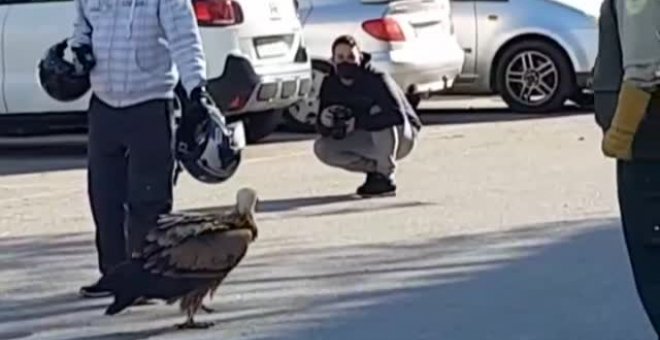 Un joven buitre leonado desorientado sorprende a los vecinos de San Fernando (Cádiz)