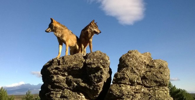 El Parlamento pedirá al Estado que el lobo no sea especie protegida al norte del Duero