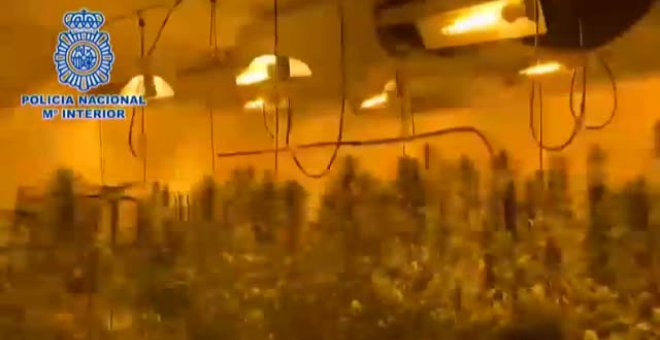 Desmantelado un entramado empresarial destinado al cultivo de marihuana ilegal