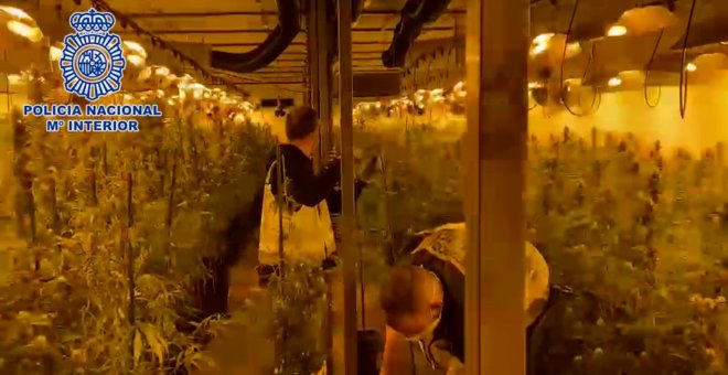 La Policía Nacional desmantela en Madrid dos plantaciones indoor de marihuana