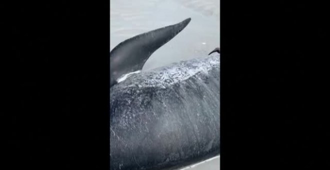 Un centenar de ballenas piloto mueren varadas en Nueva Zelanda