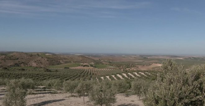 La Junta de Andalucía apuesta por la conservación y la protección del olivar andaluz