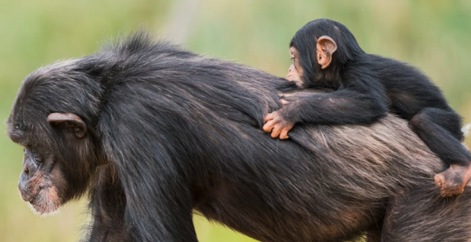 Otras miradas - Para salvar a los chimpancés tratamos su hábitat como si fuera un circuito eléctrico