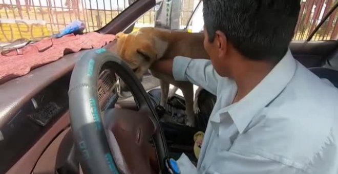 El perro Cano: el mejor copiloto