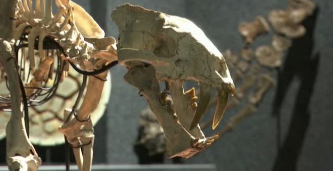 A subasta un fósil de esqueleto tigre con dientes de sable que vivió hace 37 millones de años en el norte de EEUU