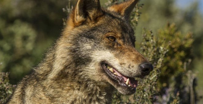 Ecologismo de emergencia - La protección del lobo y el lobby feroz