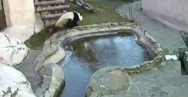 Graciosa reacción de una pareja de osos panda al toparse con un estanque helado
