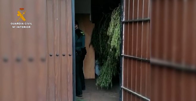 Detenidos dos varones por plantación de marihuana en Cañada Rabadán