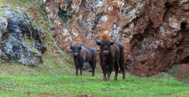 El Parque de Cabárceno incorpora a su manada dos bisontes lowland procedentes de Polonia