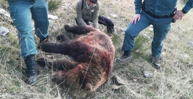 Semana trágica para el oso pardo tras la muerte a tiros de dos osas en cacerías de jabalís