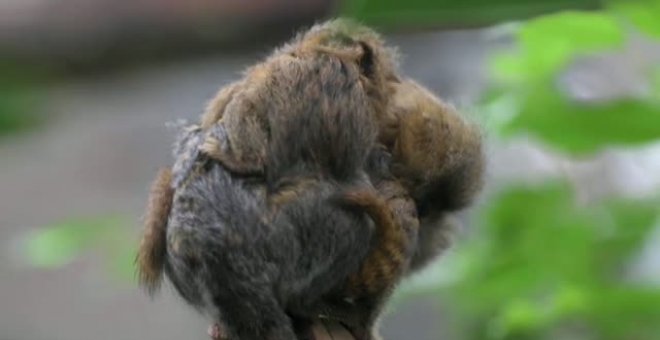 Dos crías gemelas de mono tití pigmeo orientales revolucionan el zoo de Chester