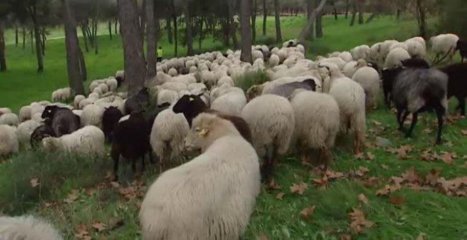 Un rebaño de ovejas toma las calles del centro de Madrid