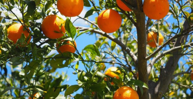 Naranjas para todas antes de que llegue el invierno