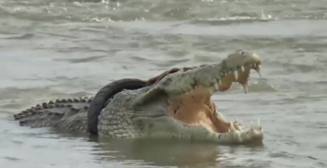 El cocodrilo con un neumático alrededor del cuello