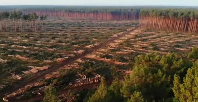 La hibernación de la serpiente Coronella trunca los planes del dueño de Tesla en Europa