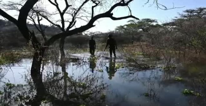 Rescate exitoso de una jirafa en peligro en Kenia por las fuertes inundaciones