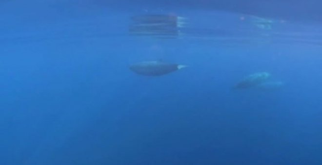 Descubren un nuevo tipo de ballena frente a las costas de México