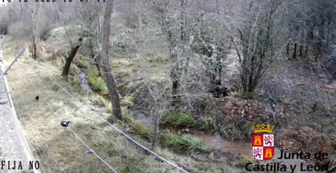 Trasladada a León la osezna recogida en agosto en Somiedo (Asturias)