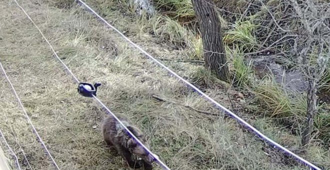 Trasladan a León a la osezna recogida en Somiedo tras su buena evolución en Cantabria