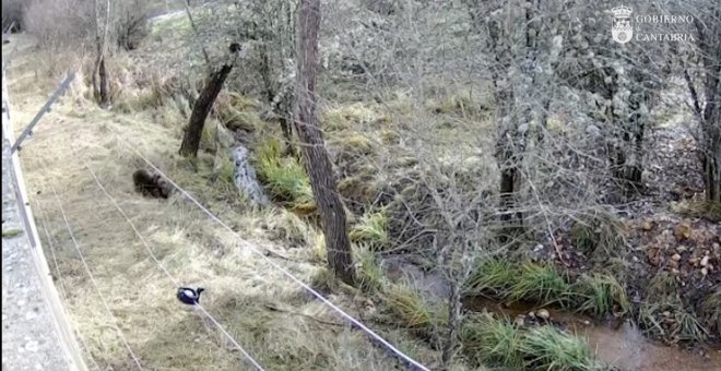 Trasladan a León a la osezna recogida en Somiedo