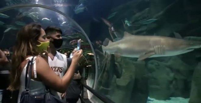 Papá Noel y Mamá Noel bucean entre tiburones en el acuario de Río de Janeiro