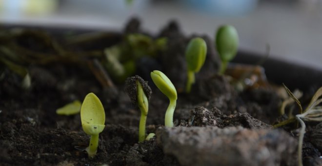 Los abonos más adecuados para tus plantas