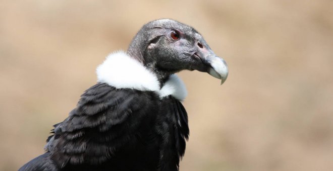 La nueva Lista Roja de las Aves muestra un alarmante declive de rapaces emblemáticas