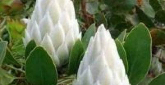 Bulocracia - El afable bulo de la "flor del Himalaya que solo florece cada 400 años"
