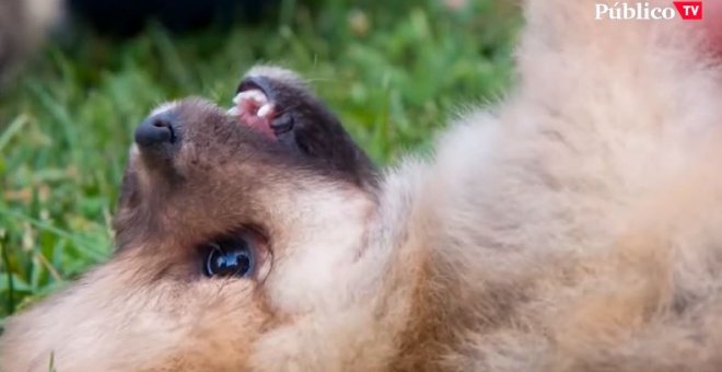 Esta navidades no compres una mascota: acógela