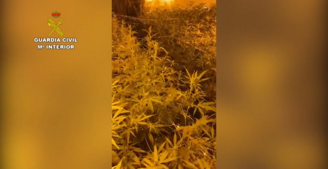 La Guardia Civil desmantela una plantación de marihuana "indoor" en La Carlota