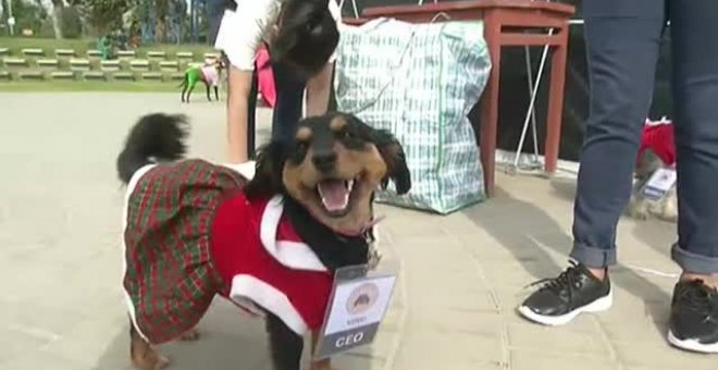 Navidad canina en Perú