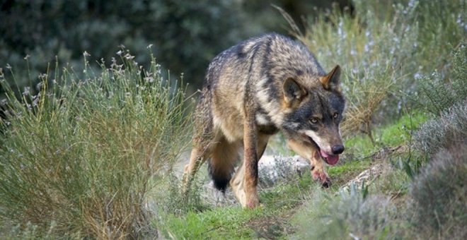 WWF denuncia el intento de Cantabria, CyL, Asturias y Galicia para evitar un aumento de la protección del lobo