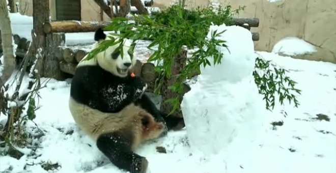 Un oso panda ruso decide comerse al muñeco de nieve con el que convivía